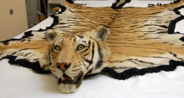 0_1528251629160_tiger-rug-with-head-for-sale-640x342.jpg