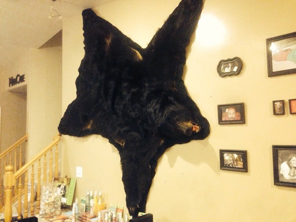 0_1541087885768_BearKin.jpg