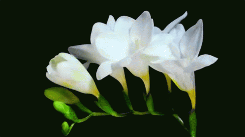 57ef72cf-6dc3-4bb0-849e-791250180978-image.png