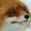 VincentSolus1