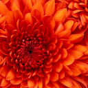 marcopa