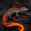 Salamanderham