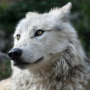 AquaWolf