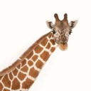 Zookeeper