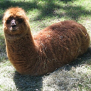 Damox