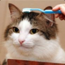 tojba