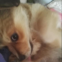 TheDog