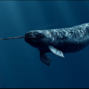NarwhalMan