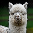 IlGrandeAlpaca