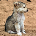 TinyPaws
