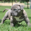 Pit
