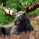 BrownMoose