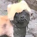 artcwolfman