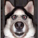 Wargfoot