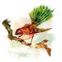 Fantail