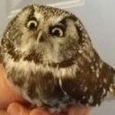 Attle