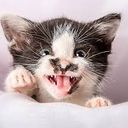 pistkitty
