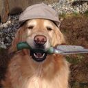 GardenerDog