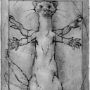 zweasel
