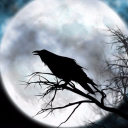 raven0ak