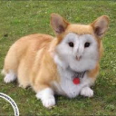 ButterPanda888
