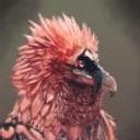 Lammergeier