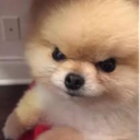 Xinbert