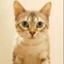 Suncats
