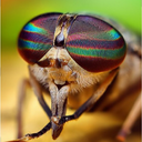 SixFootFly