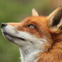 lazyfox
