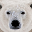 Whitebear