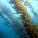Kelp