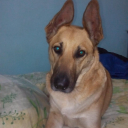 tonelo10